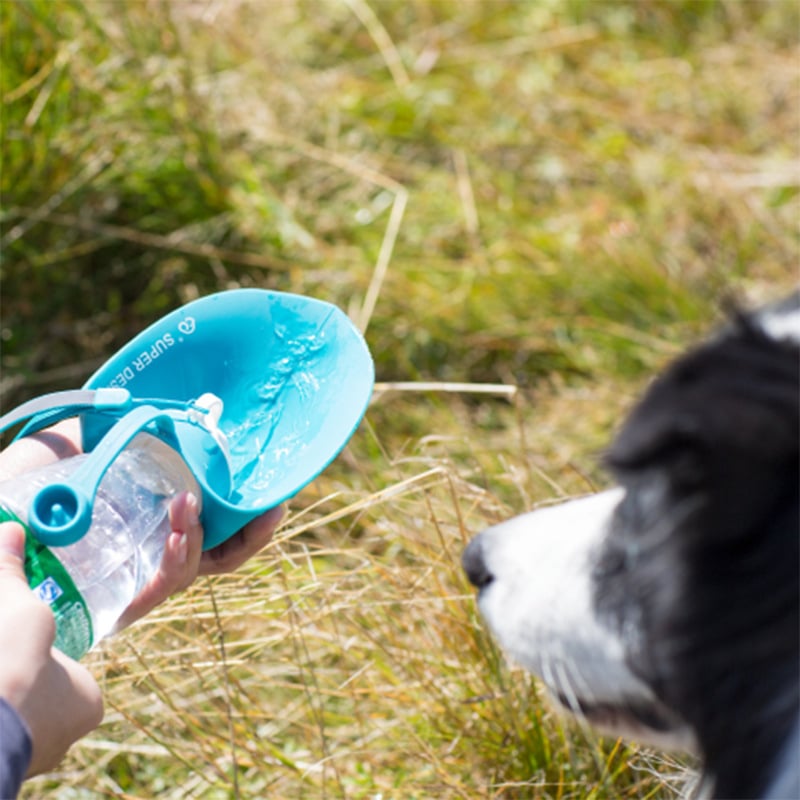 Travel Water Bottle For Dogs With Foldable Leak-proof Bowl, Large Capacity 800Ml