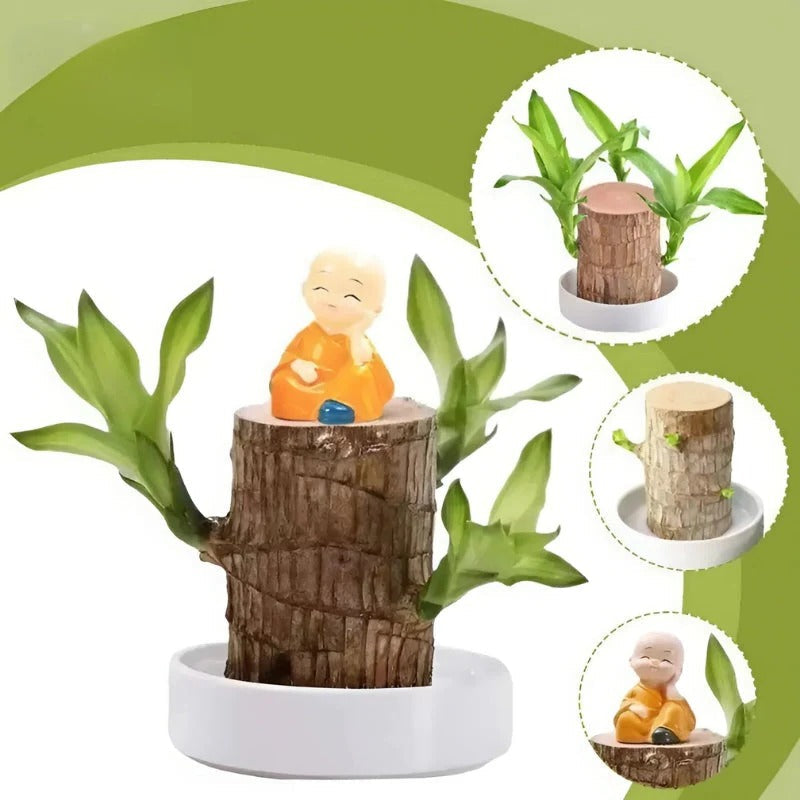 Lucky Brazilian Wood Plant